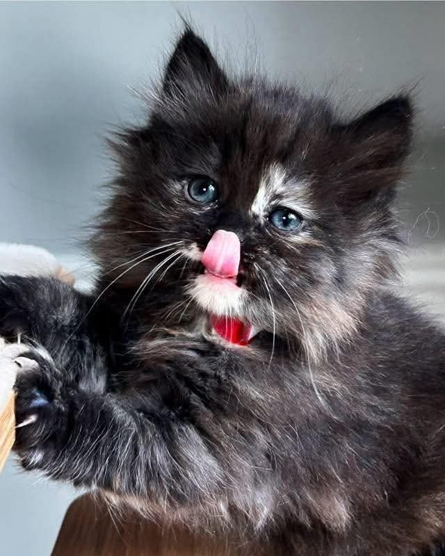 Nina